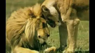 No me Acostumbro - Alma Rasta