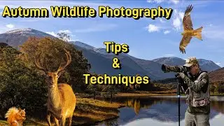 Autumn Wildlife Photography Top Tips & Techniques