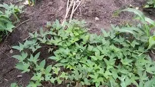 Mostramos as plantações na Fazendinha. Conzinha pintada.