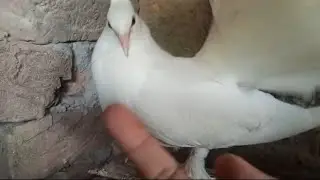 White Pigeon Defense Mechanism: Beak in Action
