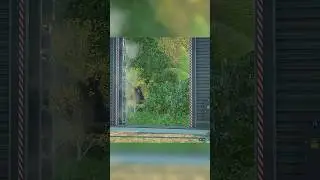 I got this DLC for the Tarbosaurus and it looks so fantastic - Jurassic World Evolution 2