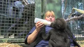 Gorilla Paki and Kindi