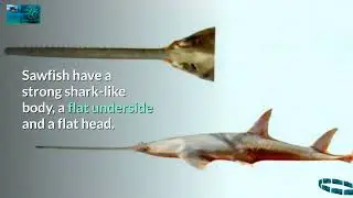 The Facts and characteristics Of Sawfish