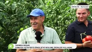 TARIMDA BAŞARI | DOMATES YETİŞTİRİCİLİĞİNDE BİTKİ BESLEME ÜRÜNLERİ KULLANIMI