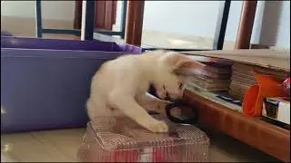Cat&rsquo;s Hilarious Rubber Band Freakout #catvideos