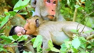 Janet weaning sibling Janna cos angry no Milk, Jane weaning Janet stop disturb Janna.