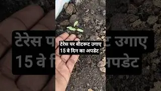 टेरेस पर बीटरूट उगाए 15 वे दिन का अपडेट |#terracegardenindia #beetroot #ytshorts #gardening #garden