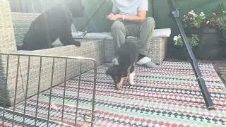 DMWYD TRICK PUPPY CHAMPION (TPCH)