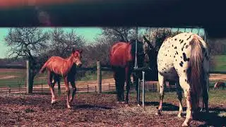 Days End Horse Rescue