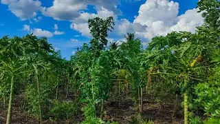 subash palekar 5 layer farming