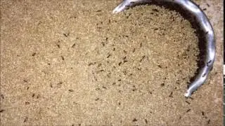 Flour Worms