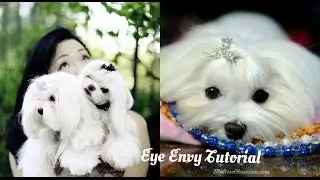 GROOMING:  Maltese Tear Stains ~Eye Envy Review ~How to use Eye Envy VS our Normal Cleaning Routine