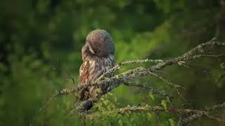 Great gray owl
