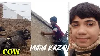 Mashallh Mara village revel Half cow revel kar di