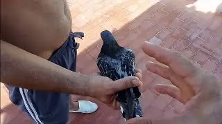 Palomos deportivos | primeras enseñanzas del año |.. Cullera Valencia