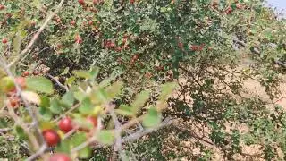 நாட் இலந்தை பழம் எப்படி இருக்குன்னு பாருக்கு