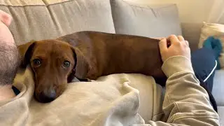 Mini dachshund tires himself out! 💤