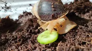 Giant African Snail Eating Cucumber | Oblovka žrav&aacute; j&iacute; okurku #snail
