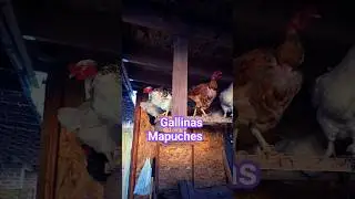 Impresionante gallinas Mapuches #mexico #gallinas #Mapuches