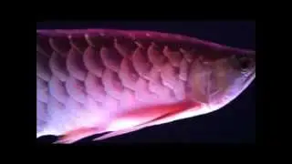 Red Tail Golden (RTG) Arowana & Tank Setup