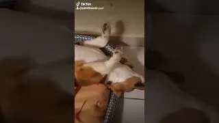 Dormilona  #Beagle #Dog #can #mascotas #beautiful #short #youtubeshort #youtube #history #trending