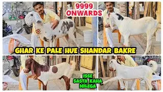 9999 Onwards Sabse Saste Bakre Aur Mende | Wholesale Goat Market Mumbai | New Goat Farm In Bhiwandi 