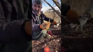 هەڵپاچینی هەنار
