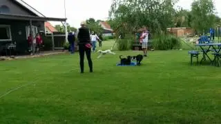 Hundeschule 02.07.2016 Chamaal Teil 2