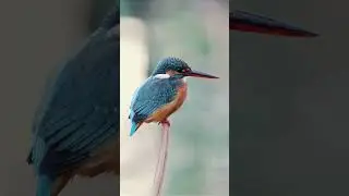 Kingfisher ( Alcedinidae ) Brightly colored bird