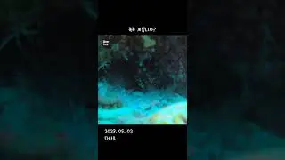 2023.05.02 보홀 다나오 / 스쿠버 다이빙 / 똑똑똑 계십니까? /