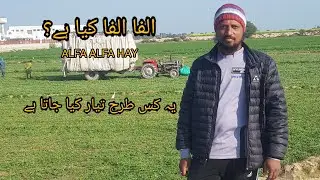 ALFA ALFA HAY ll alfa haay making COMPLETE process || livestock INFORMATION BY Muhammad ALI