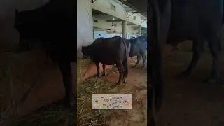 औकात देखते हैं..।।🔥💯 #shorts #youtube #buffalo #murrah #dairy  #milk #farm #cow #bull #business