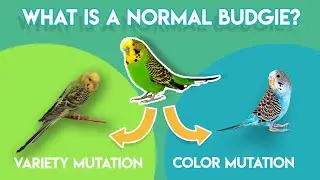 What is a Normal Budgie? (Color and Variety Mutation)