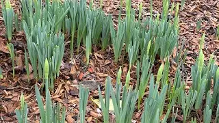 Mild Winter = Early Bloomers?
