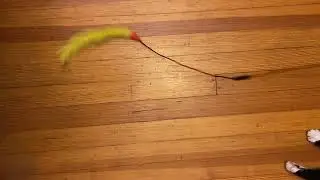 Cat screen time