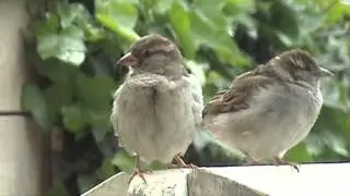 Musjes / house sparrows