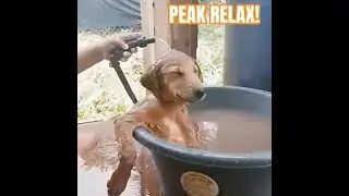 Relaxin