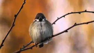 Eurasian Tree Sparrow (Passer montanus) #birds #birdsounds