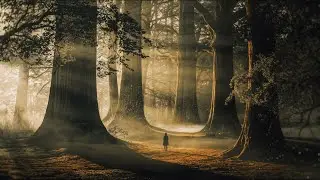 🌲 The Quiet Forest: A Soothing Bedtime Story of Nature&rsquo;s Wisdom 🌙