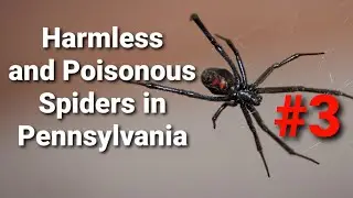 Harmless and Poisonous Spiders in Pennsylvania | This one is on Number 3