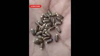 Milk thistle | Milk thistle plant | Milk thistle seeds #shorts #ytshorts #trendingshorts