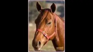 Les cheveaux de Grand Galop .
