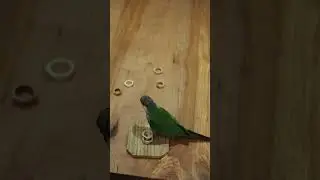 Fern loves her rings 🥰🦜