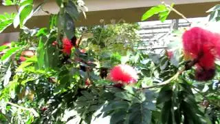 Calliandra haematocephala 