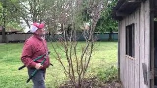 Crepe Myrtle pruning and follow up at bloom
