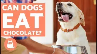Can Dogs Eat Chocolate? - Never Give Chocolate to Your Dog