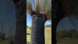 Massive Cathedral of Grass Trees | Botanical Garden Tour Part 8 | END.