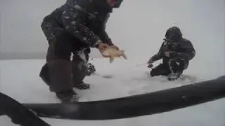 whitefish alberta