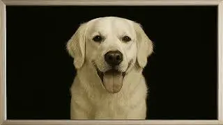 Golden Shepherd Dog &ndash; Black & White Photo Screensaver | Frame TV Canine Art