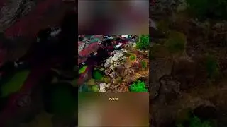 The River with 5 Colors